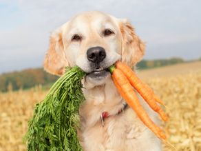 dog biting a carrot